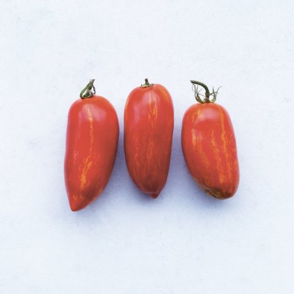 2876 rajce striped roman