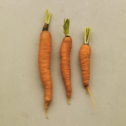 288 mrkev zimni st valery