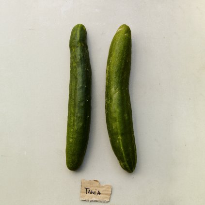 2924 okurka salatova tanja