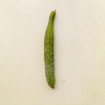 2927 okurka salatova saiko bio