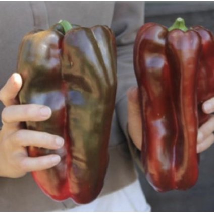 2966 paprika sladka spanelska