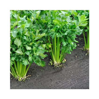 2972 celer rapikaty gigante dorato 2