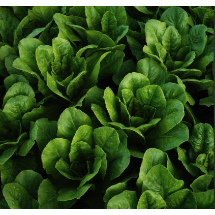 2978 salat rimsky yedikule