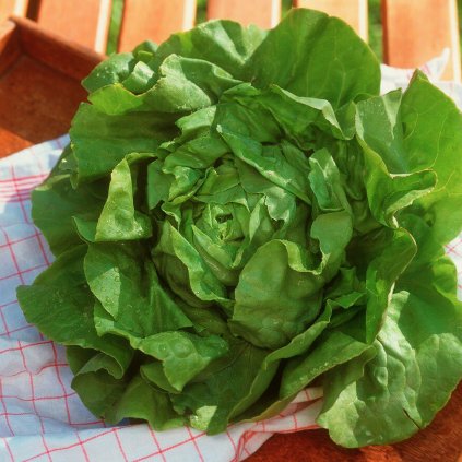 2984 salat hlavkovy zlaty rekord