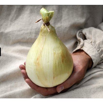 3014 cibule globo onion