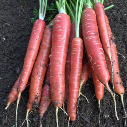 redsun carrot f1 hybrid 70 days vegetables pinetree garden seeds 282