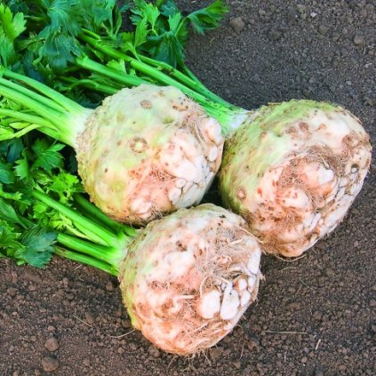 3038 celer bulvovy monarch