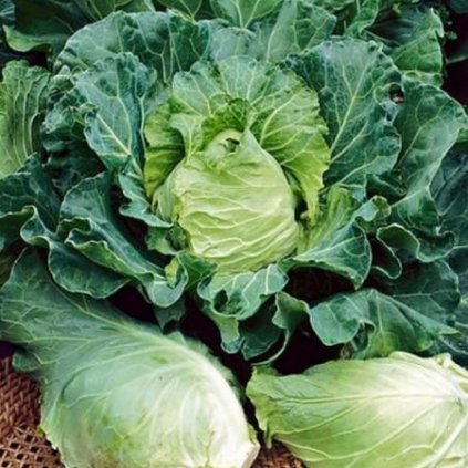 3044 zeli bacalan z bretane