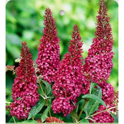 Motýlí keř - BUTTERFLY TOWER