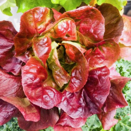 3065 salat rimsky red romaine cos