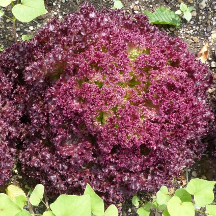 3074 salat listovy kudrnaty lollo rosso