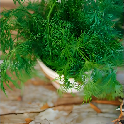 31323 1 kopr vonny compact