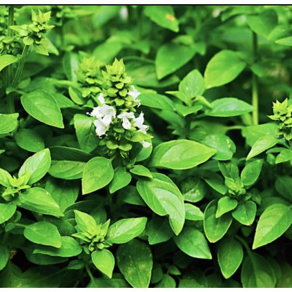 31332 bazalka limetkova