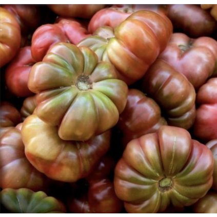 31338 rajce purple calabash