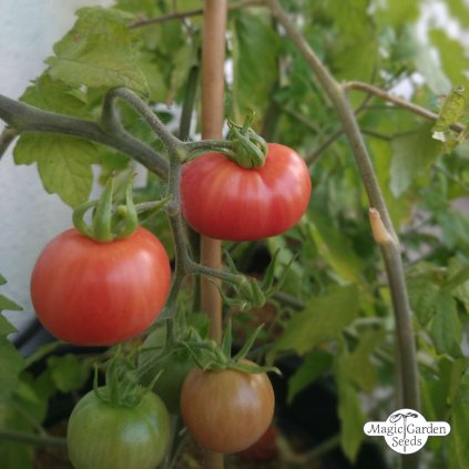 Rajče divoké Humboltovo