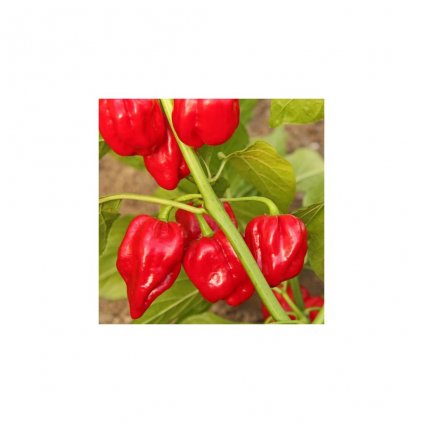 31401 paprika habanero cervena
