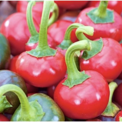 31419 paprika tresnova koral