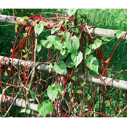 31434 1 spenat malabar