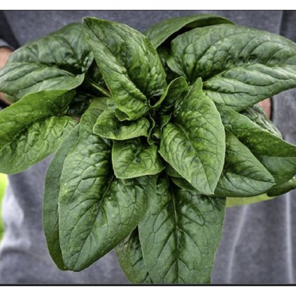 31446 1 divoky spenat merlo nero