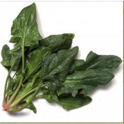 31449 spenat amsterdamsky velkolisty