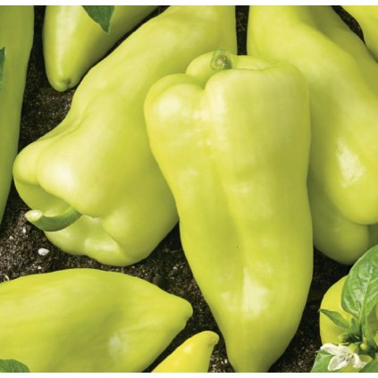 31452 paprika slovakia