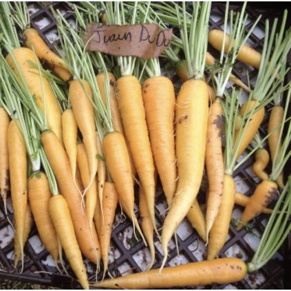 31485 mrkev zluta starofrancouzska jaune obtuse du doubs