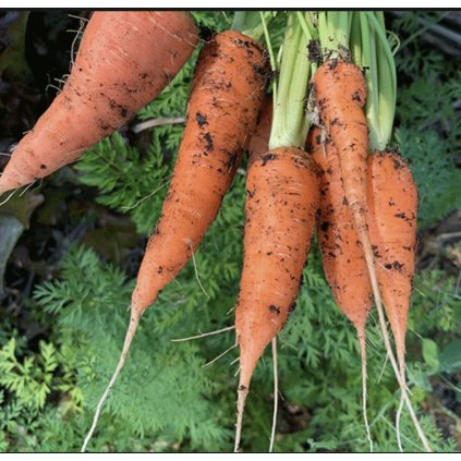 31500 mrkev japonska kuroda