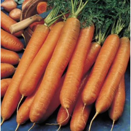 31512 mrkev zimni berlikumer 2 romosa