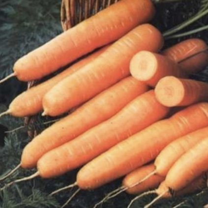 31521 mrkev francouzska touchon