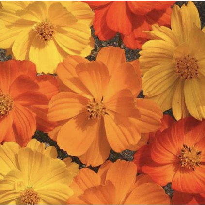 31539 krasenka zperena bright lights