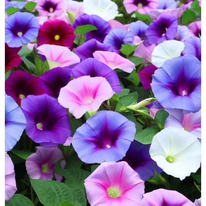 31551 povijnice imperial smes