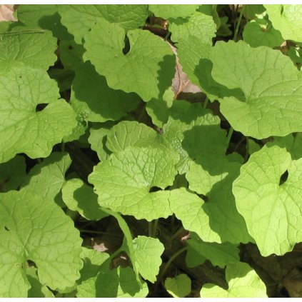 31554 cesnacek lekarsky