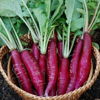 3155 redkvicka candela di fuoco