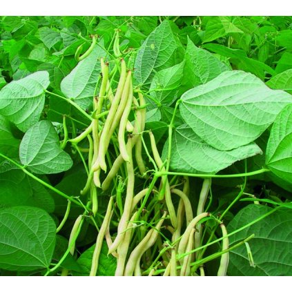 3164 fazole kerickova helios