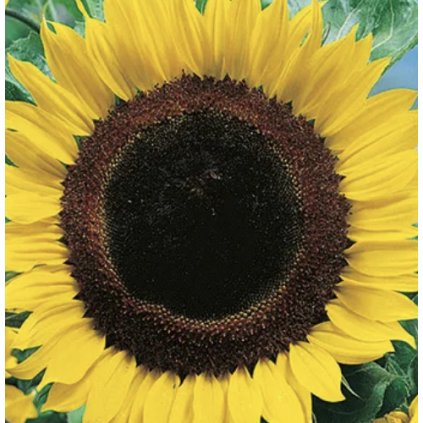 31662 slunecnice obrovska