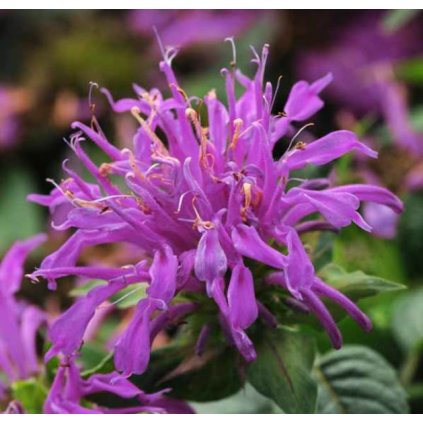 Zavinutka podvojná "purpurová lilie"