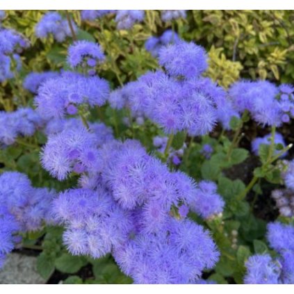 31677 nestarec mexicky