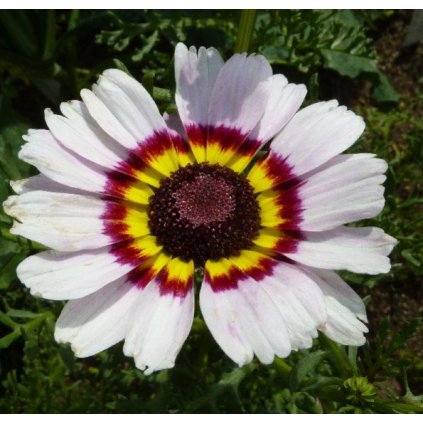 31683 kopretina kylnata