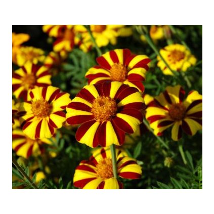 31695 aksamitnik court jester