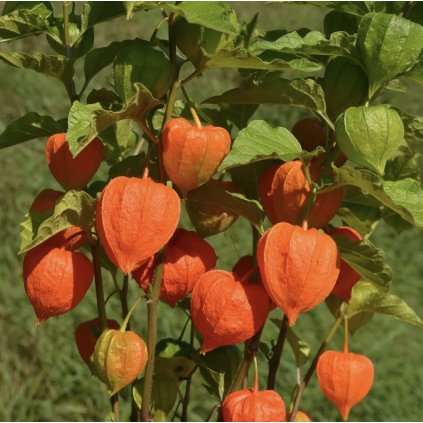 Mochyně - židovská třešeň, oranžová