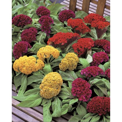 31785 nevadlec hrebenity smes