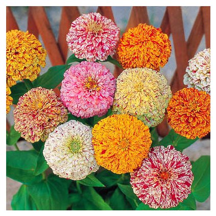 31806 ostalka lepa peppermint smes