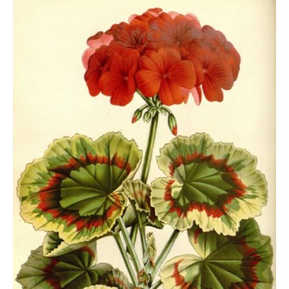 31815 pelargonie paskata