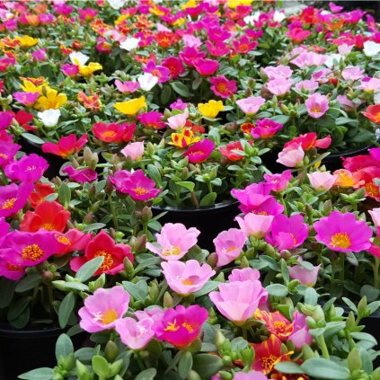 31830 srucha plnokveta smes