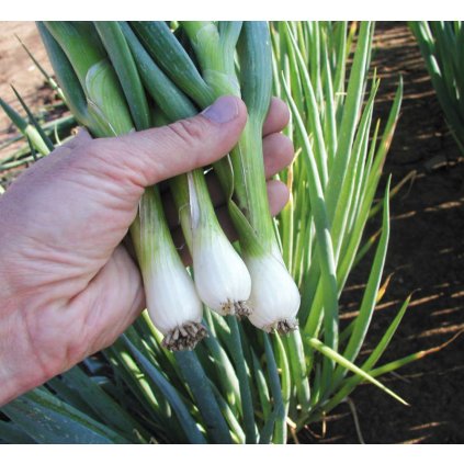 31854 cibule zimni secka bajkal