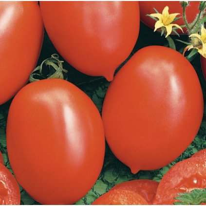 31875 rajce kerickove odeon ovalne