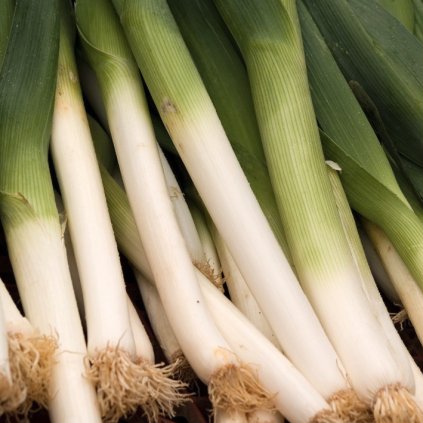 31896 sni mek obrazovky 2024 01 04 v 23 07 01