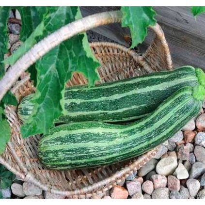 31902 tykev obecna cuketa tapir