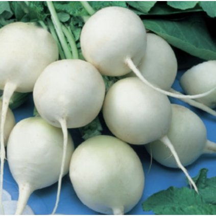 31905 1 redkev seta acord kulata