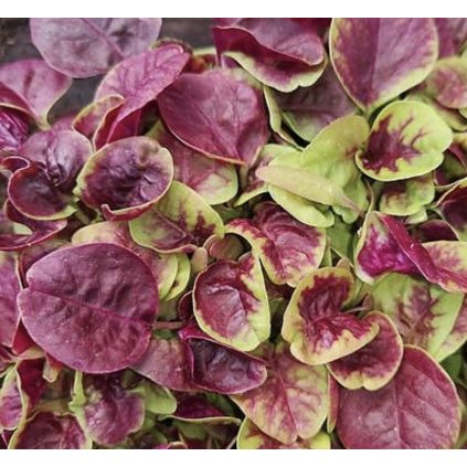 31938 laskavec trojbarevny cinsky spenat